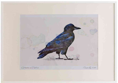 A2 rook juvenile.jpg