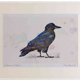 A2 rook juvenile