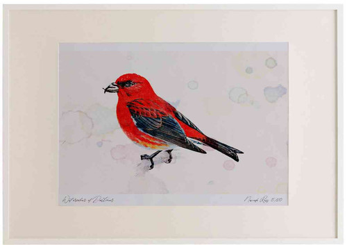 A2 scottish crossbill male.jpg