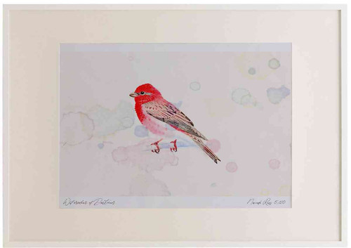 A2 scarlet rosefinch male.jpg