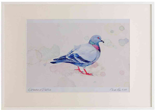 A2 rock dove.jpg