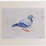 A2 rock dove