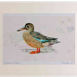 A2 shoveler male eclipseplumage