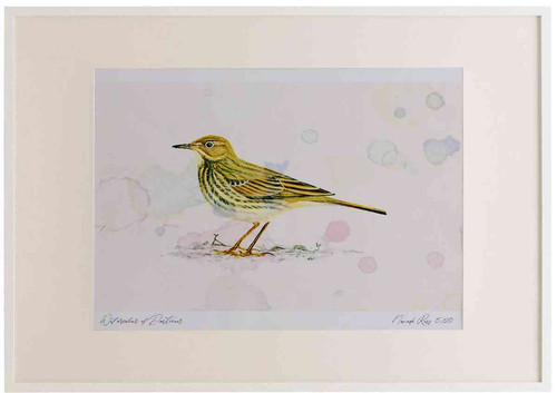 A2 rock pipit.jpg