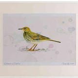 A2 rock pipit