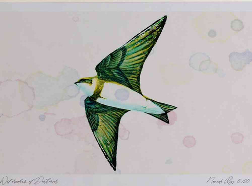 A4 sand martin.jpg