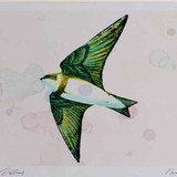 A4 sand martin