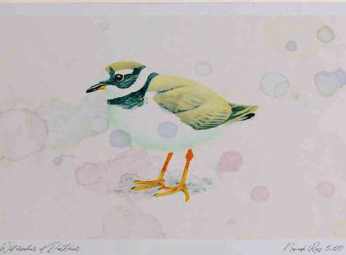 A4 ringed plover nonbreeding plumage.jpg