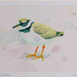 A4 ringed plover nonbreeding plumage
