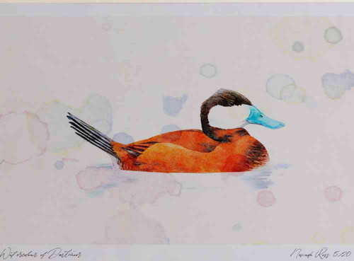 A4 ruddy duck male.jpg