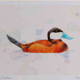 A4 ruddy duck male