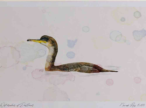 A4 shag juvenile swimming.jpg