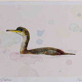 A4 shag juvenile swimming