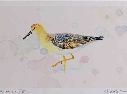 A4 ruff female reeve.jpg