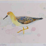 A4 ruff female reeve