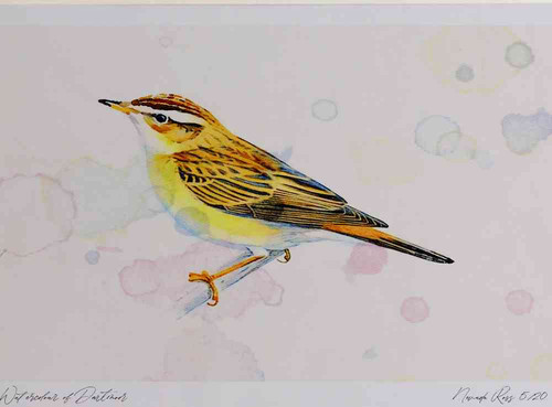 A4 sedge warbler.jpg