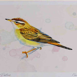 A4 sedge warbler