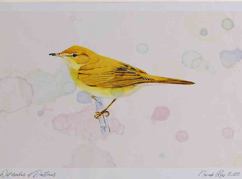 A4 reed warbler.jpg