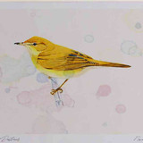 A4 reed warbler