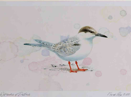 A4 roseate tern juvenile.jpg