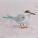 A4 roseate tern juvenile