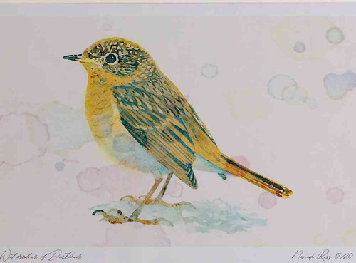 A4 robin juvenile.jpg