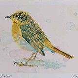 A4 robin juvenile