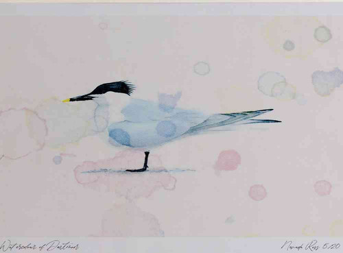 A4 sandwich tern breeding plumage.jpg