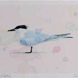 A4 sandwich tern breeding plumage