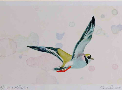 A4 ringer plover inflight.jpg