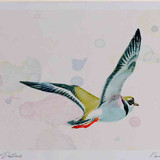 A4 ringer plover inflight