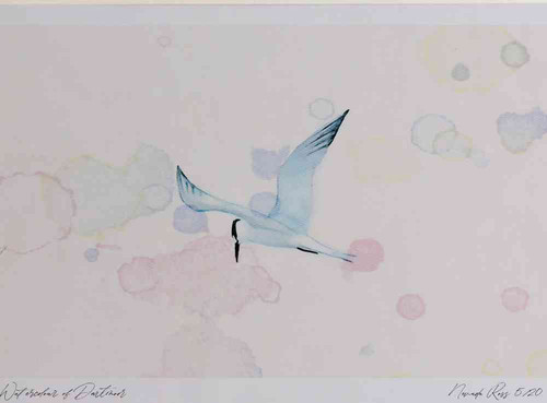 A4 sandwich tern breeding plumage inflight.jpg
