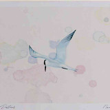 A4 sandwich tern breeding plumage inflight