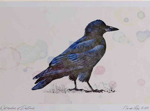 A4 rook juvenile.jpg