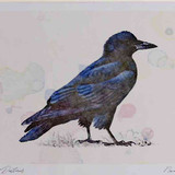 A4 rook juvenile