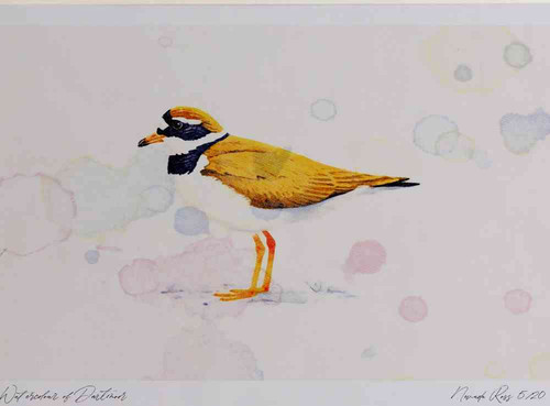 A4 ringed plover breeding plumage.jpg