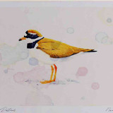 A4 ringed plover breeding plumage