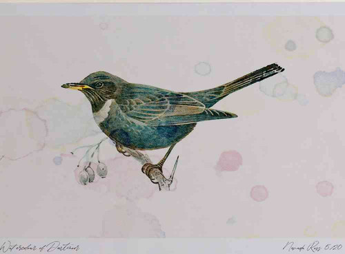 A4 ring ouzel female.jpg