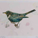 A4 ring ouzel female