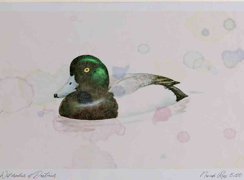 A4 scaup male.jpg