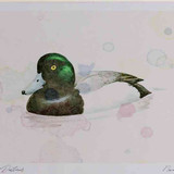 A4 scaup male