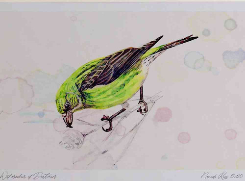 A4 scottish crossbill female.jpg