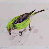 A4 scottish crossbill female