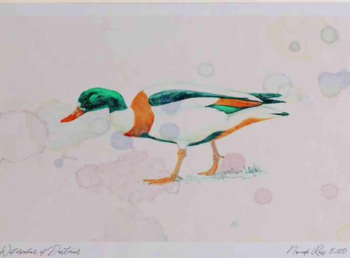 A4 shelduck female.jpg