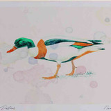 A4 shelduck female
