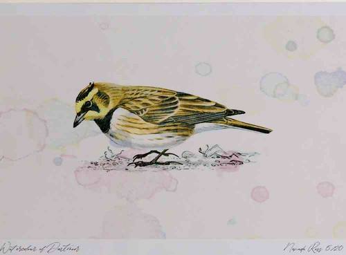 A4 shorelark.jpg