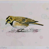 A4 shorelark