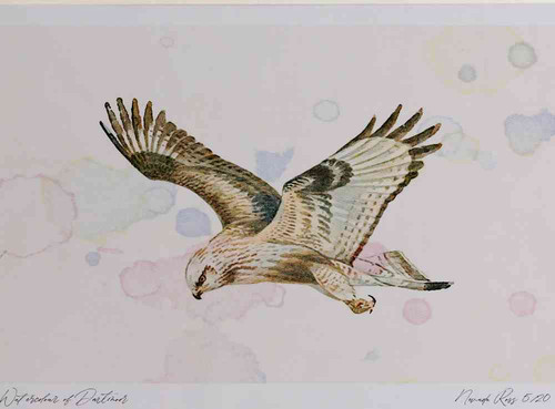 A4 rough legged buzzard.jpg
