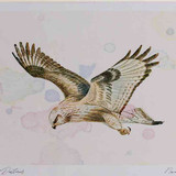 A4 rough legged buzzard