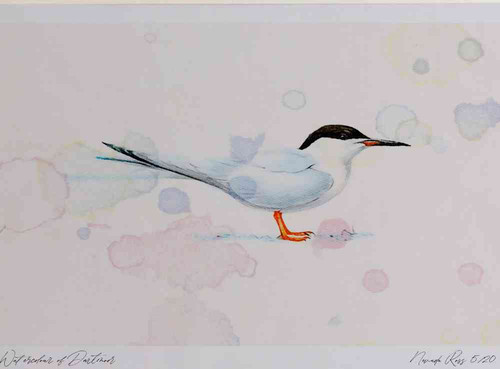 A4 roseate tern breeding plumage.jpg